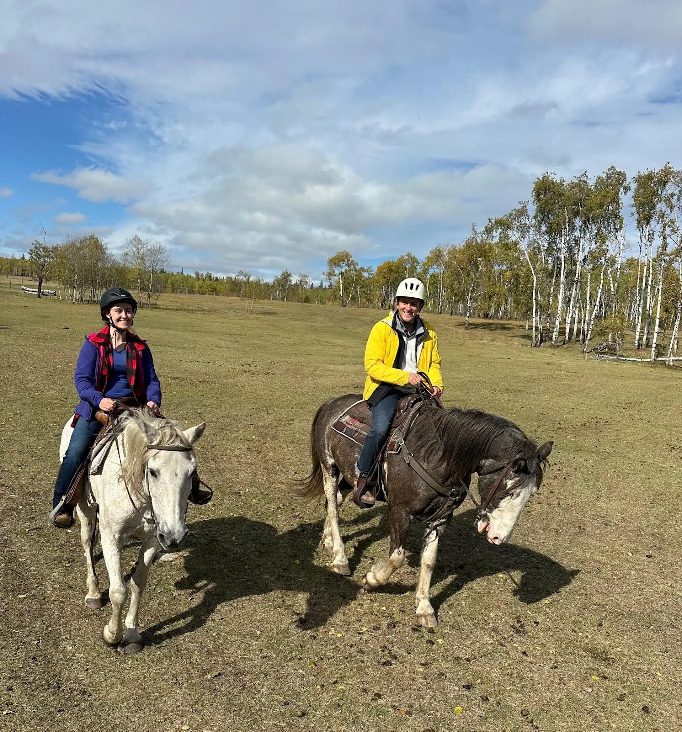 Riding horses in a meadow